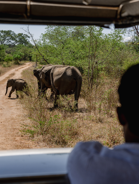 Elephants roaming across dry grassland during a safari game drive at Amangalla, Udawalawe.