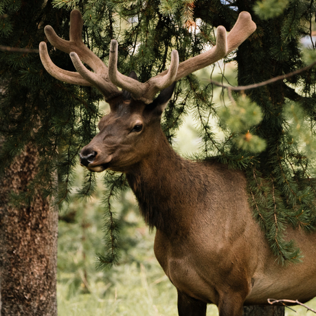 Mule deer buck with antlers browsing vegetation at Amangani, Jackson Hole.