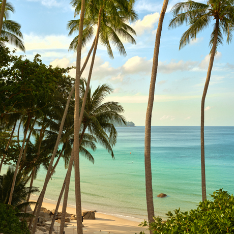 アマンプリ リゾートのパンシー・ビーチから望むアンダマン海の穏やかな景色。ココヤシの木が白砂のビーチを彩る。