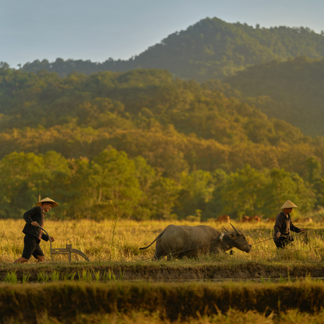 Farmers and buffalo ploughing rice paddies in Laos at Amantaka, with forested mountains in the distance.