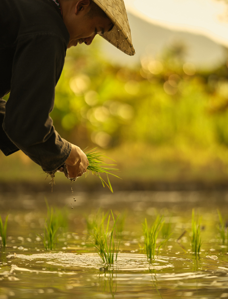 Farmer's hand planting rice seedlings in flooded paddy field at Amantaka, Laos.