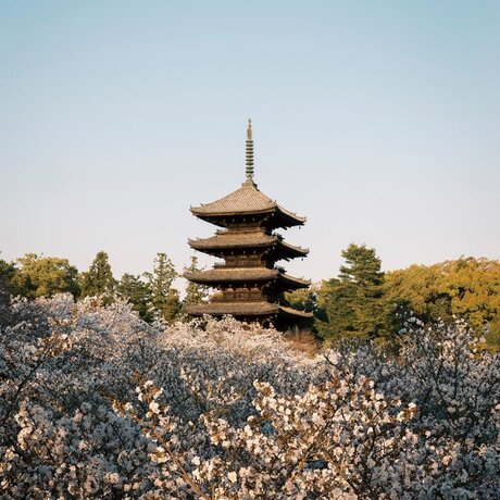 Aman Kyoto, Japan - Sakura Season