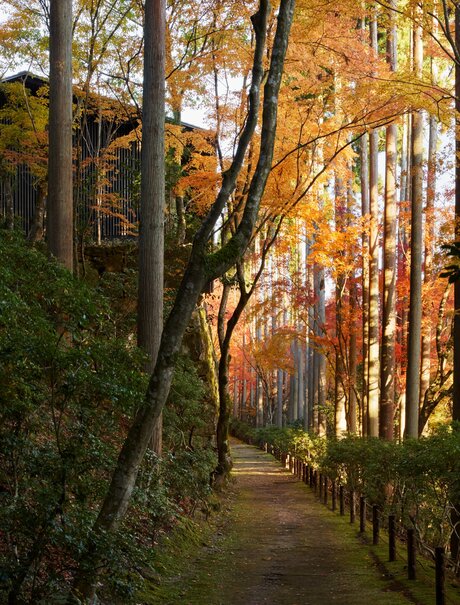 Tree-lined pathway at Aman Kyoto with autumn foliage and lanterns at dusk.