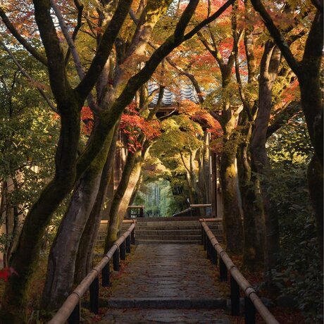 Wooden pathway lined with golden-leafed trees leading through temple grounds at Aman Kyoto.