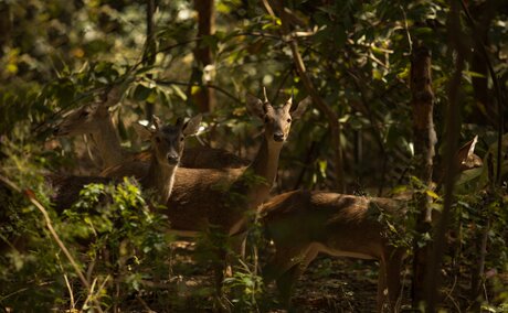 Sambar deer amongst dense forest foliage at Amanwana, Indonesia.