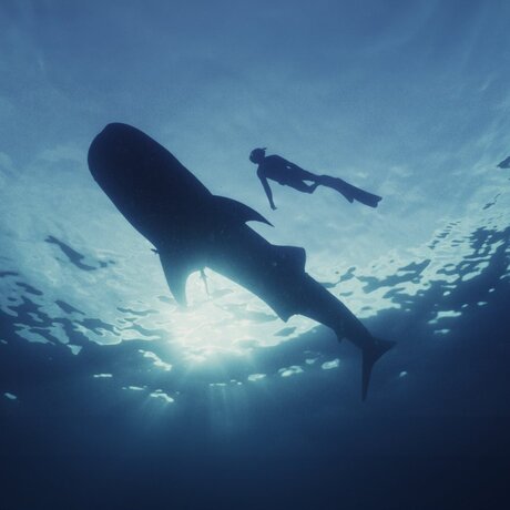 Amanwana, Indonesia - Whale Shark Experience