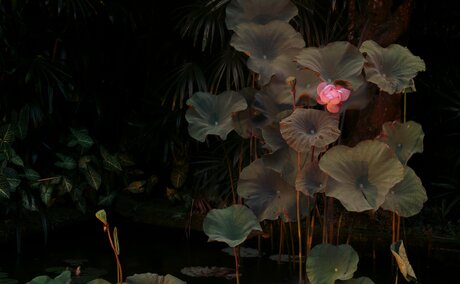 Amandari, Ubud, Bali, Indonesia - Lotus Pond