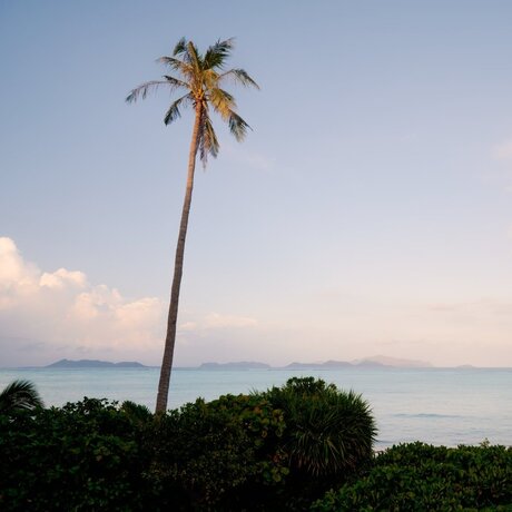 Tall palm tree rising above coastal vegetation at Amanpulo, Philippines at dusk.