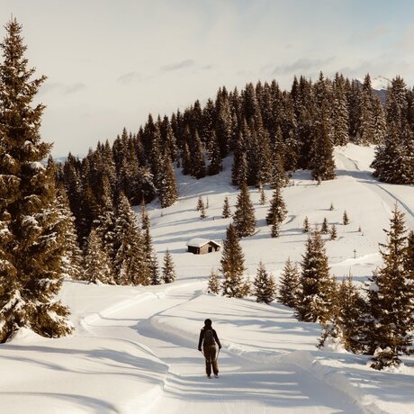 Skier descending snowy alpine slope surrounded by evergreen forest at Aman Rosa Alpina, Italy.