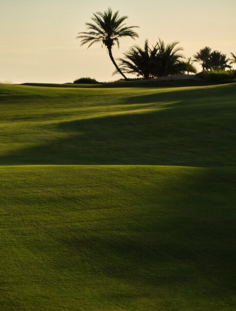 Manicured fairway at Costa Palmas Golf Club with palm trees at Amanvari, Mexico.