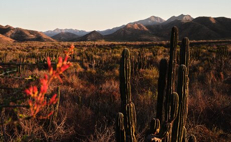 Desert landscape at Amanvari with tall cacti and mountains at sunset, Mexico.