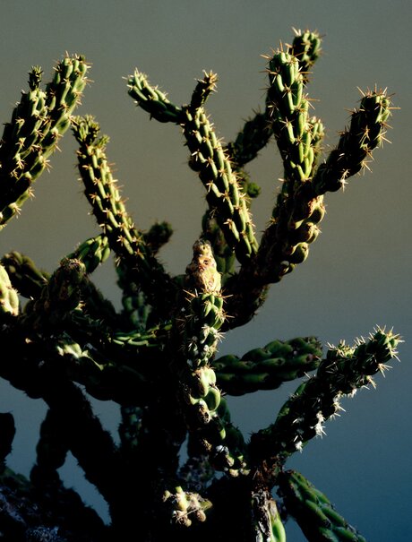 Cholla cactus backlit by desert sunlight at Amanvari, Mexico.