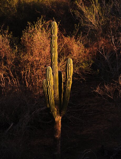 Saguaro cactus illuminated at dusk during a guided desert hike at Amanvari.