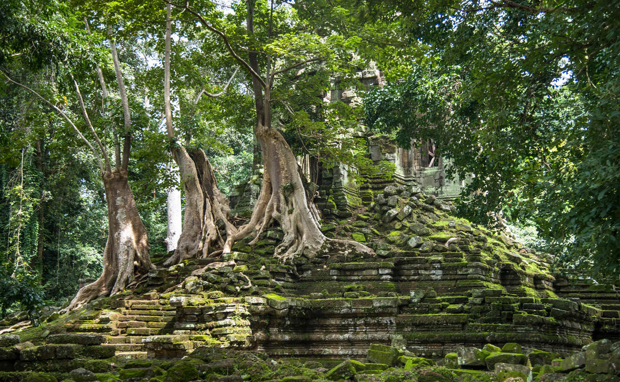 Amansara, Cambodia - Forest, Trees