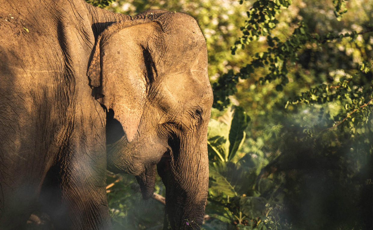 Amanwella, Sri Lanka- Experience, Wildlife, Elephant