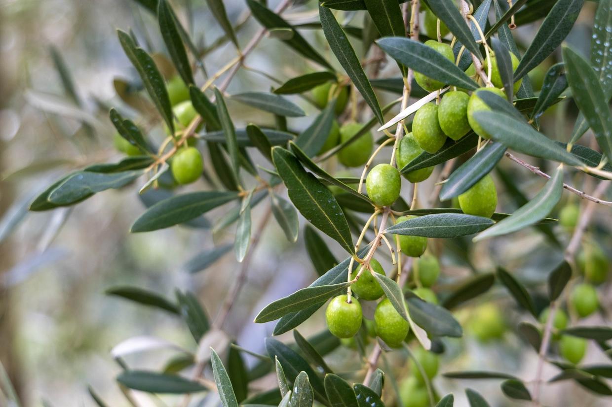Aman Kyoto Olive Oil
