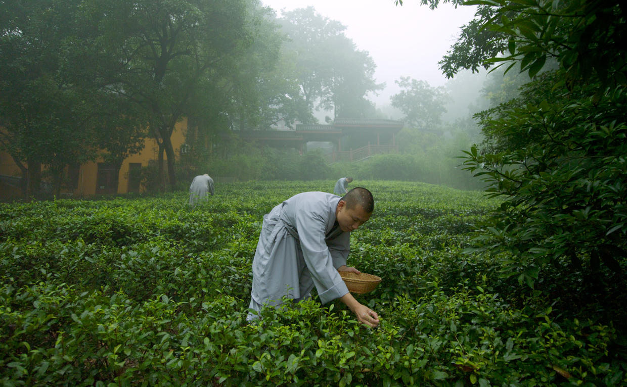 Amanfayun, China - Temple Tea Picking