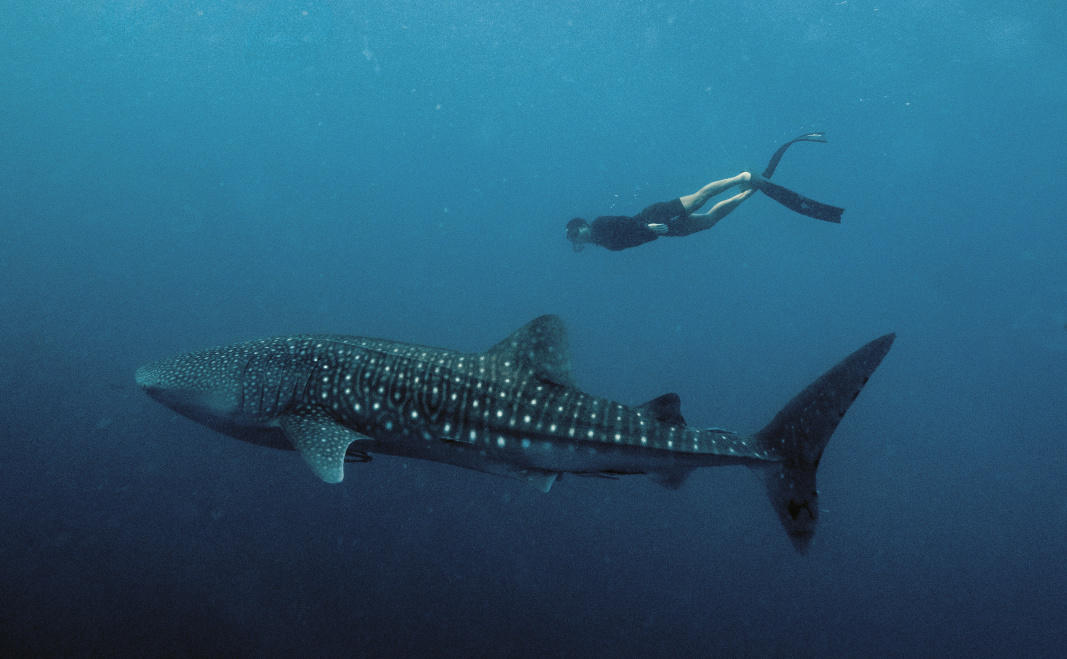 Amanwana, Moyo Island - Indonesia, Whale Shark Experience