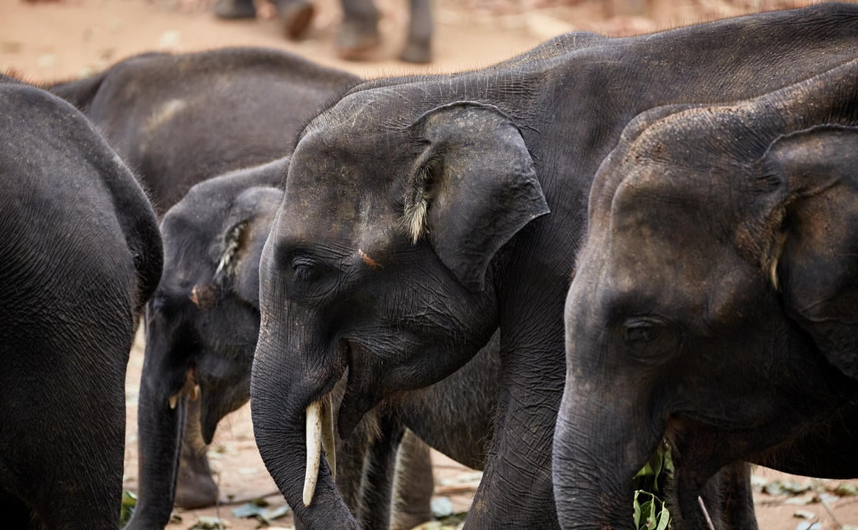 Amanwella, Sri Lanka - Experience, Elephant Sanctuary