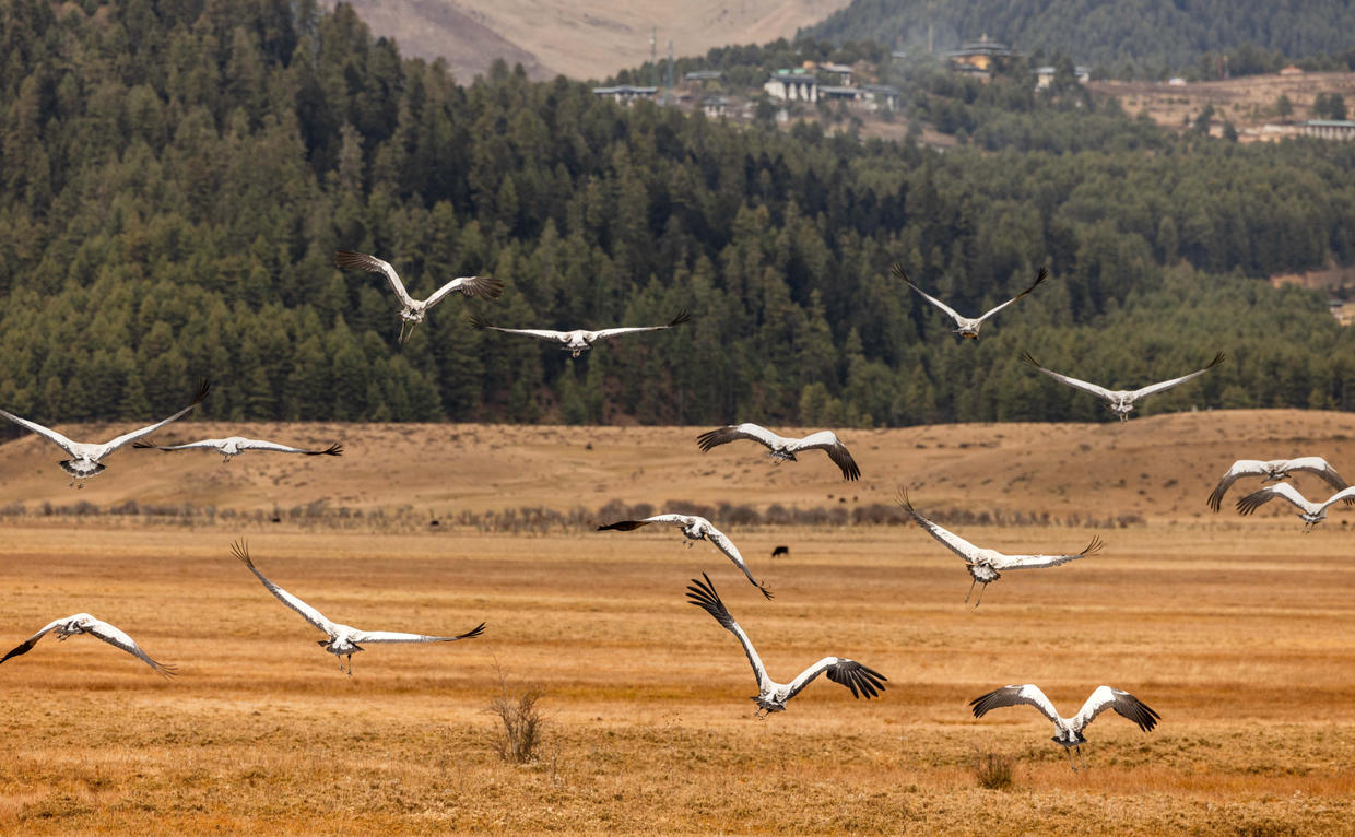 amankora-bhutan-gangtey-black-necked-cranes.jpg