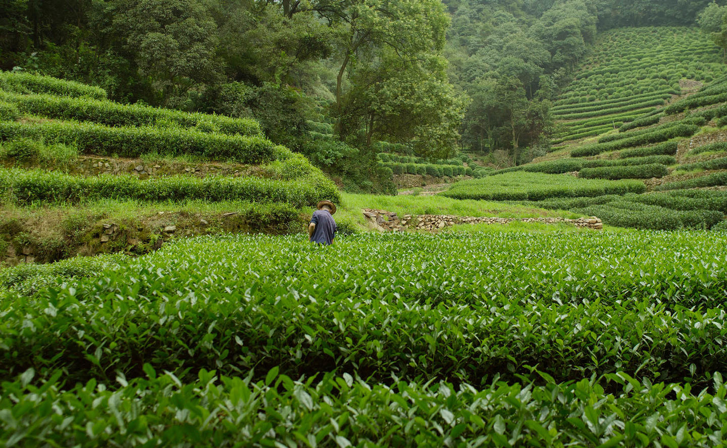 Amanfayun, China - Tea Plantations