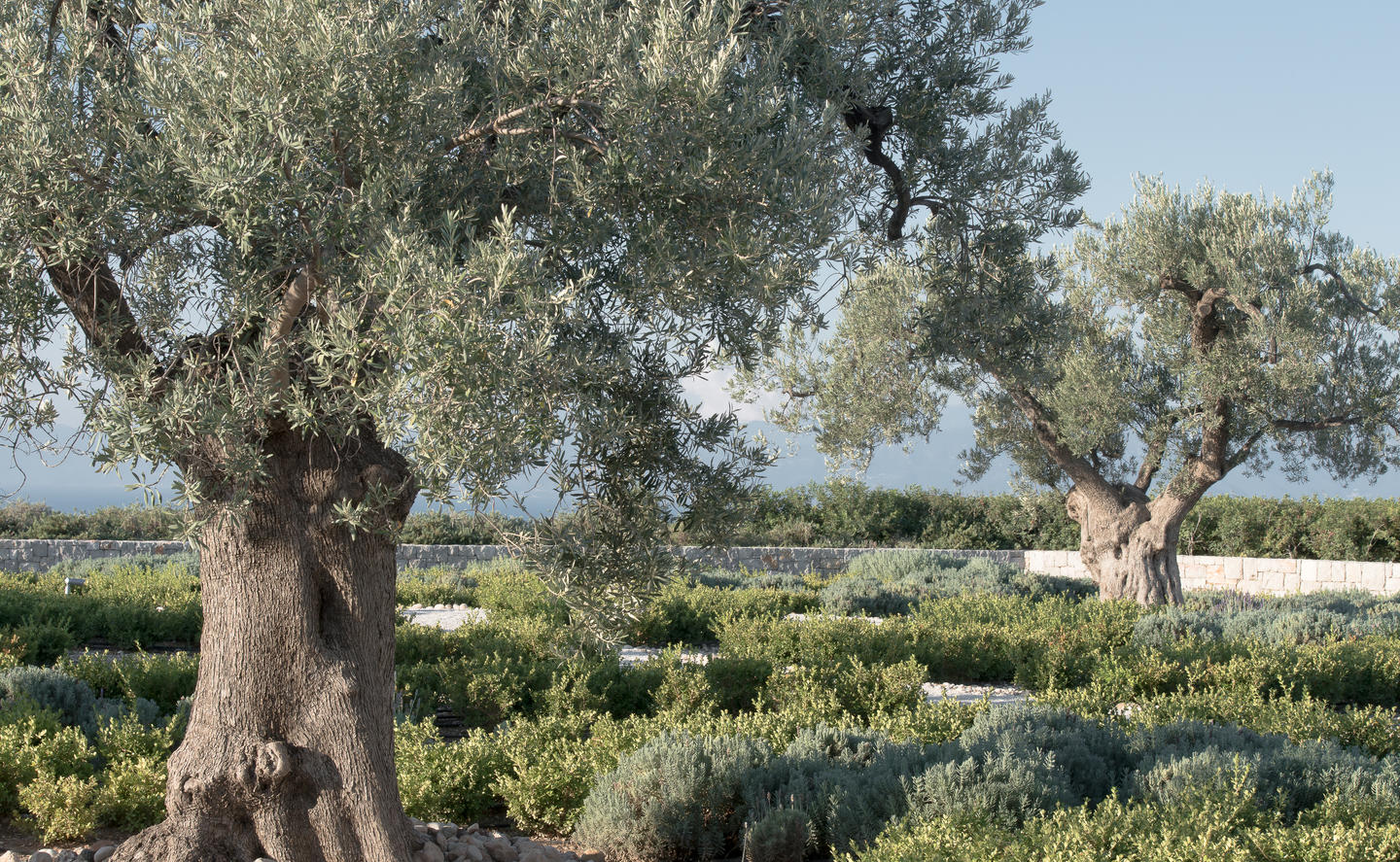 Amanzoe, Greece - Resort, Gardens, Olive tree