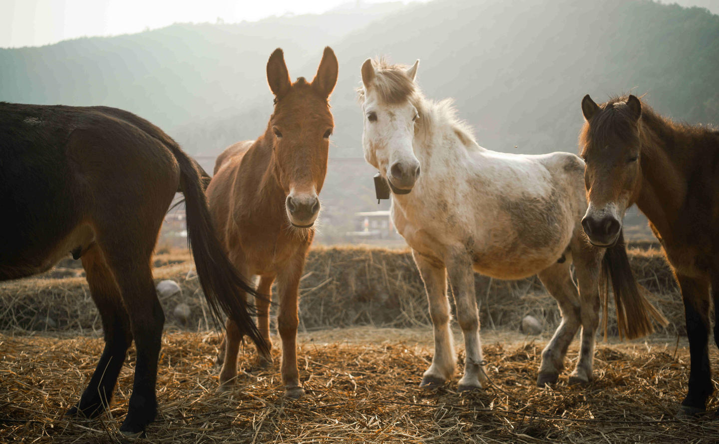 Amankora, Horses, Bhutan