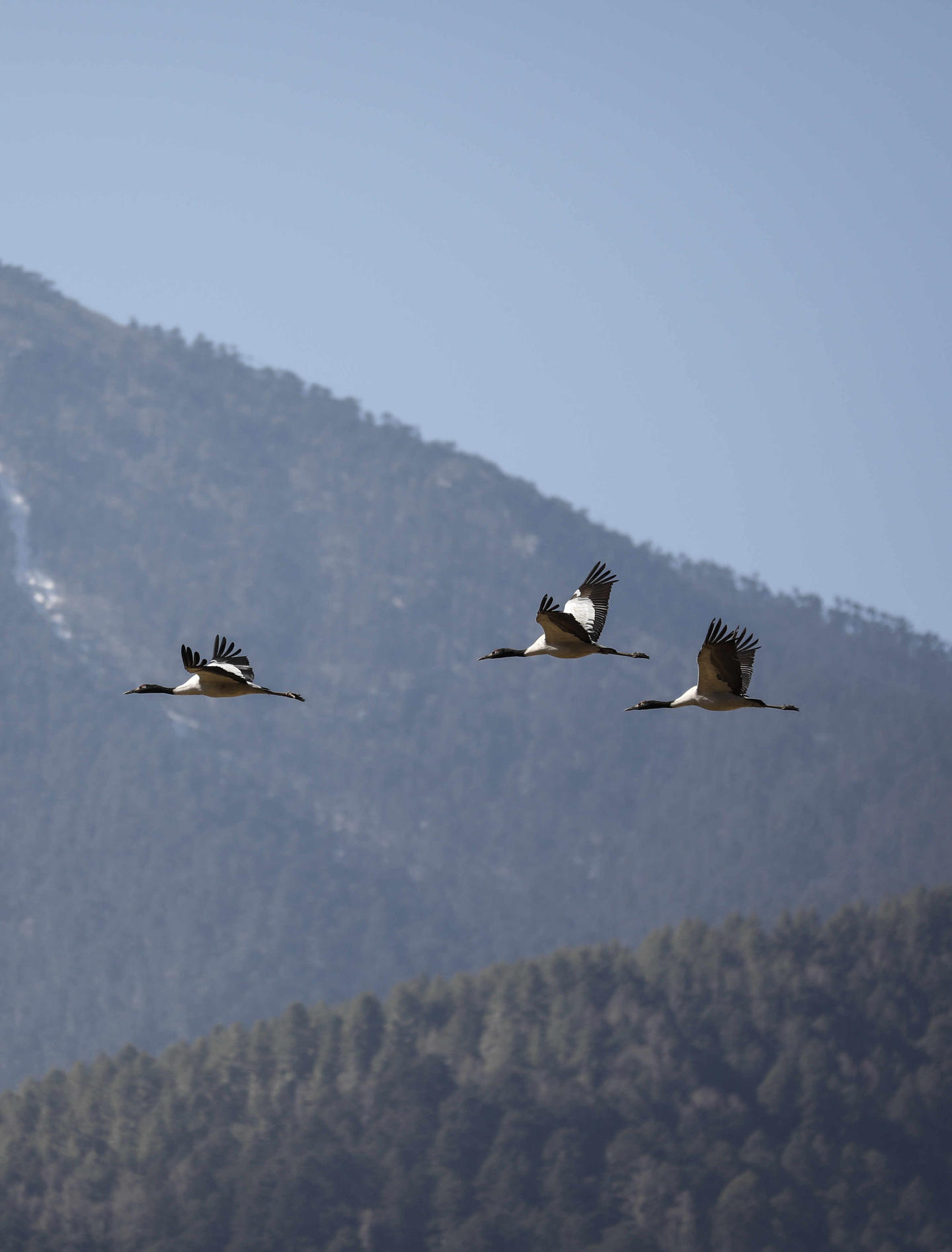 Amankora, Bhutan – Experience, Excursion, Gangtey Black-necked cranes