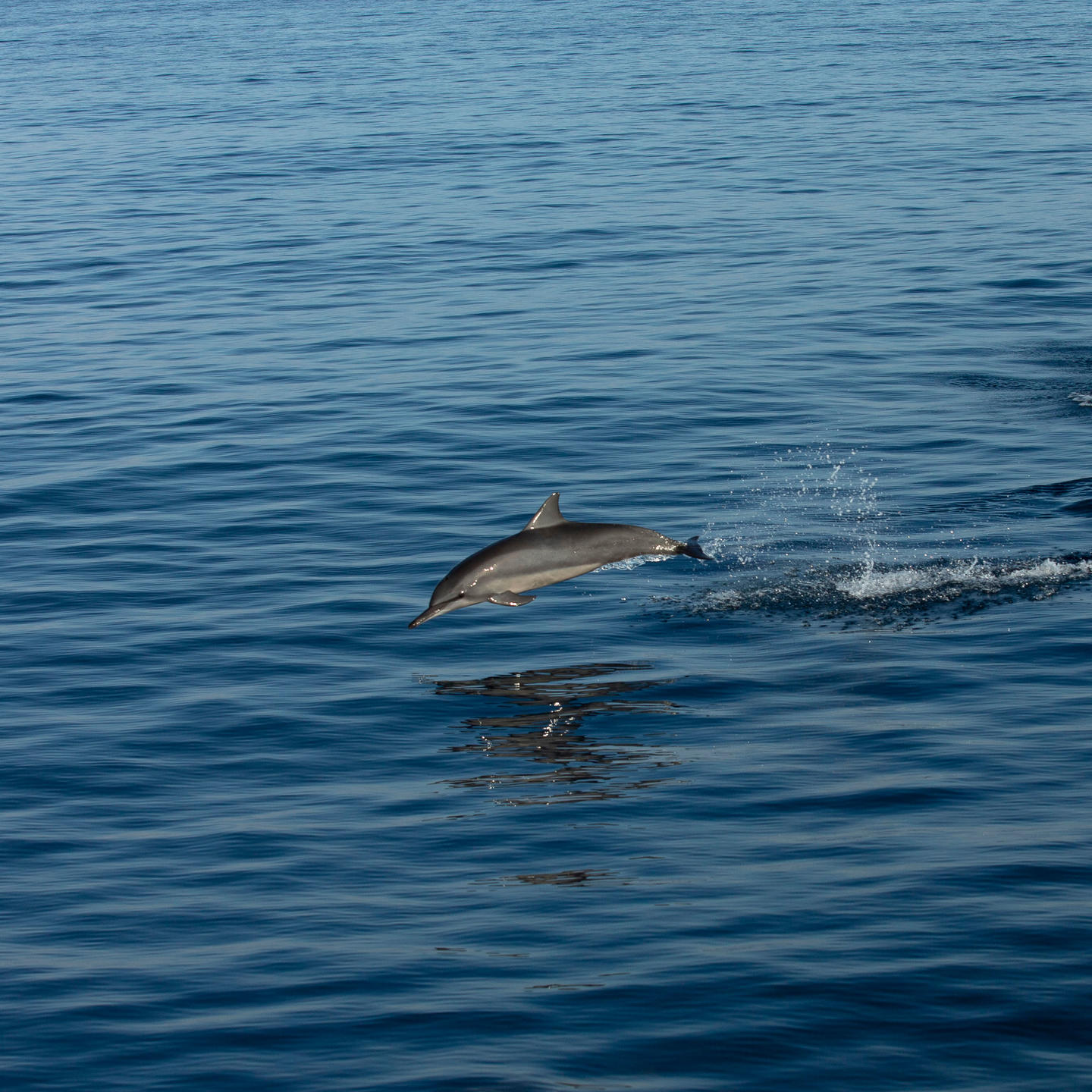 Amanwana, Moyo Satonda National Park, Indonesia - Dolphin