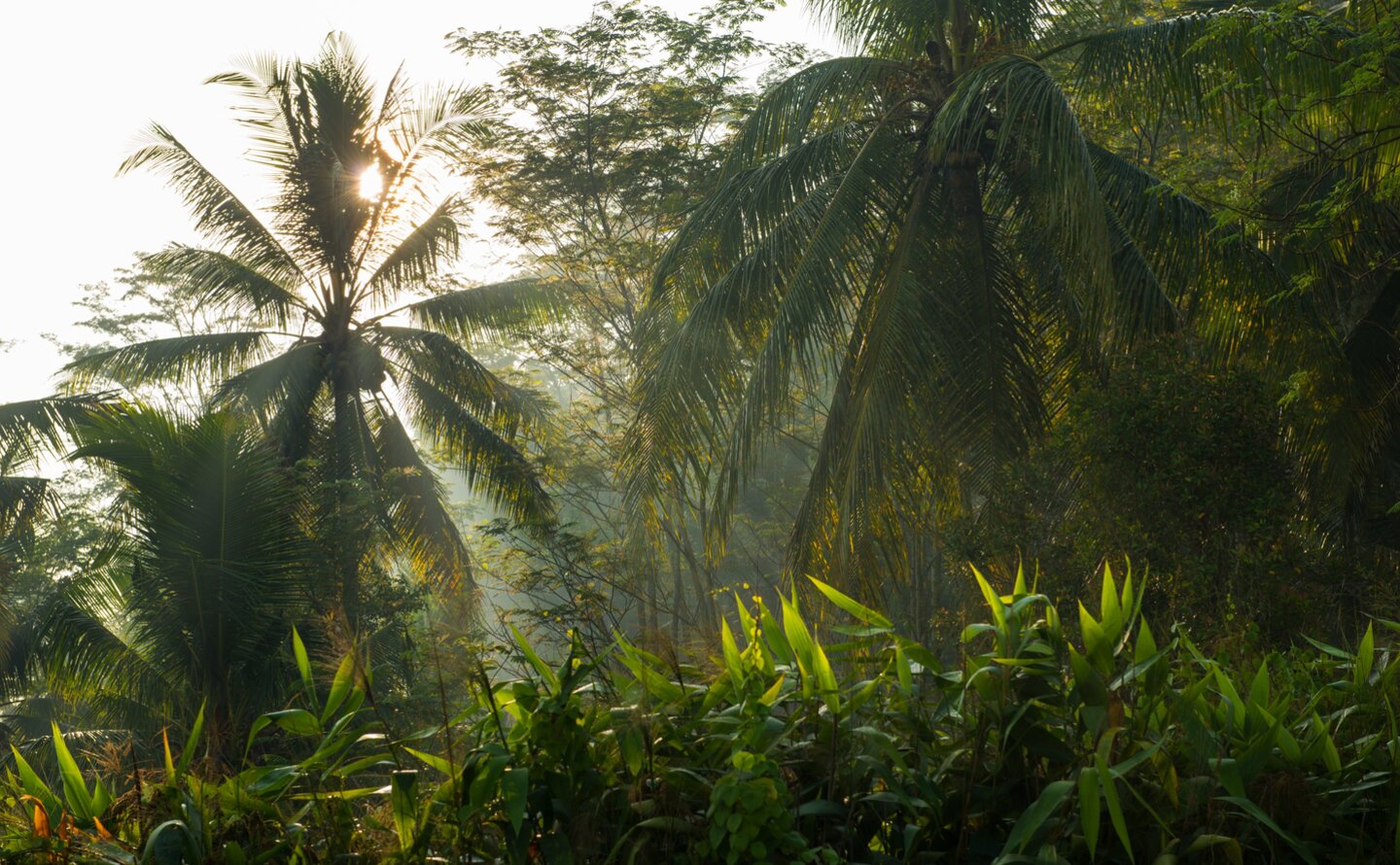 Sunlight filtering through dense jungle canopy at Amanjiwo, Indonesia.