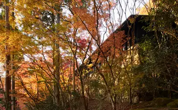 安缦京都度假村的建筑物透过金色秋叶和树枝若隐若现。