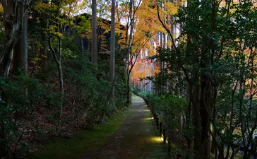 安缦京都度假村内林木葱郁的小径，晨光透过树叶洒落。