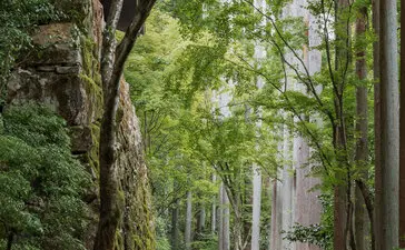 A guest walks along a tree-lined garden path at Aman Kyoto, filtered sunlight illuminating the verdant foliage overhead.