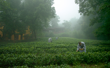 Worker tending tea plants in morning mist at Amanfayun.