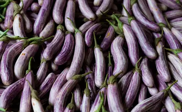 Freshly harvested purple aubergines arranged at Amangalla.