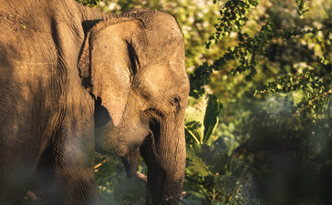 Asian elephant walking amongst lush vegetation at Amanwella, Sri Lanka.