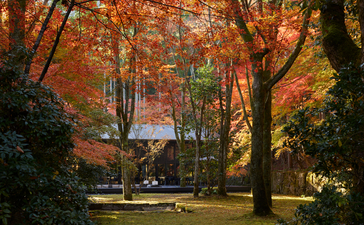 Autumn trees with golden foliage frame a pavilion at Aman Kyoto, with manicured gardens in the foreground.