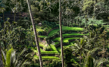 Aerial view of verdant rice terraces at Amandari, framed by tropical forest canopy.