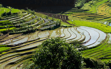 Terraced rice paddies cascade down hillsides at Amanjiwo, their curved lines flooded with water reflecting the sky.