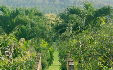 Lush green vineyard rows stretching towards misty mountains at Amanjiwo resort.
