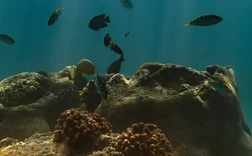 Amankila リゾートの水中景観。珊瑚礁と魚群が青い海に映える。