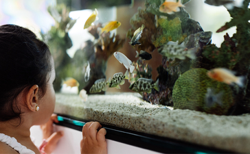 アマンプリ リゾートで、子どもが水族館の水槽を覗き込んでいる。