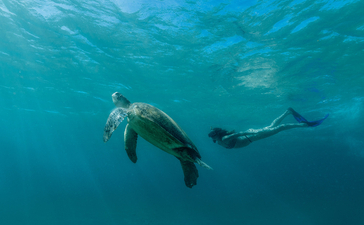 潜水中心：安缦湾澜度假村的客人在清澈蔚蓝的海水中与海龟游泳。