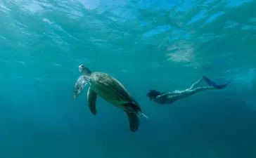 Underwater photograph of a sea turtle swimming alongside a diver at Amanwana's dive centre.