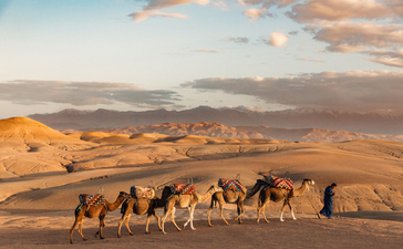骆驼商队穿过沙漠景观，安缦珍纳度假村。