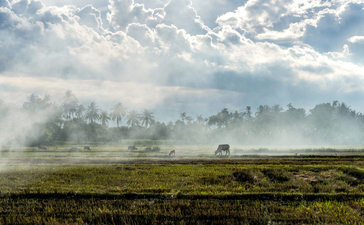 Morning mist rises across verdant countryside at Amanoi.