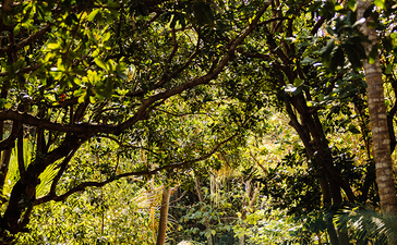 安缦璞乐度假村林荫小径，阳光透过浓密树叶洒落地面。