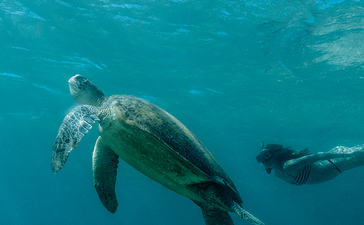 海龟在安缦璞乐度假村清澈蔚蓝的海水中游动。