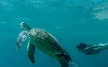 アマンプロのリゾートで、海亀が透明な青い海を泳いでいる水中写真。