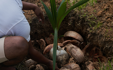 Person planting a young coconut tree at Amanwella